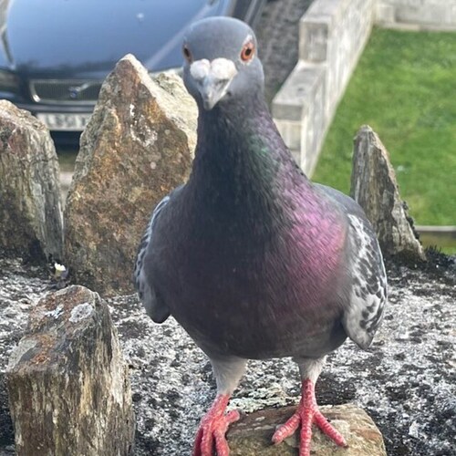 Patriot , open minded 🇦🇺🇺🇸