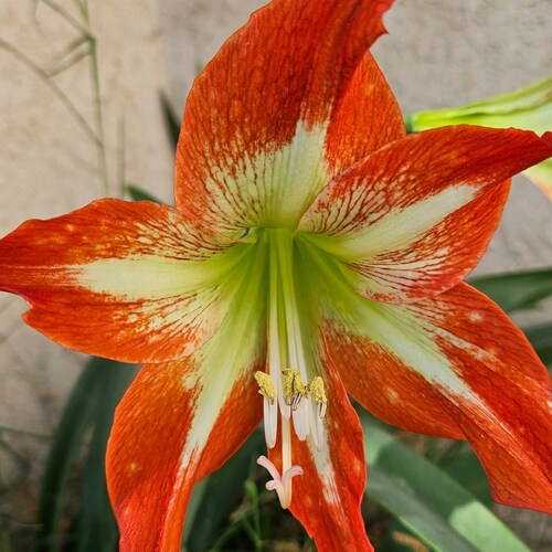 Christian, American, MAGA.  No DM's.  No porn.