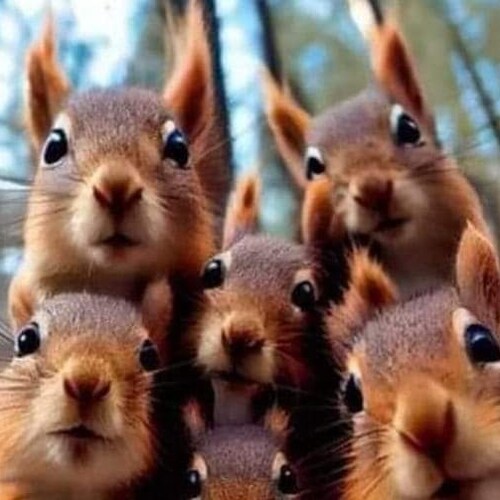 lover of freedom, our constitutional rights and squirrels!