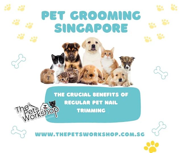 How to maintain paw health of your pets — The Pets Workshop
Pet Grooming Singapore, one often-overlooked step holds significant importance — the regular trimming of your furry companion’s nails. Beyond the aesthetic appeal, the benefits of this seemingly simple practice extend into the realms of health, comfort, and the overall well-being of your beloved pets.

1. Preventing Discomfort and Injury:
Untrimmed nails can cause discomfort for pets, leading to difficulties in walking and potential injuries. Regular nail trimming ensures that your pet’s paws remain comfortable, promoting an active and pain-free lifestyle.


Do visit our site : https://www.thepetsworkshop.com.sg/
