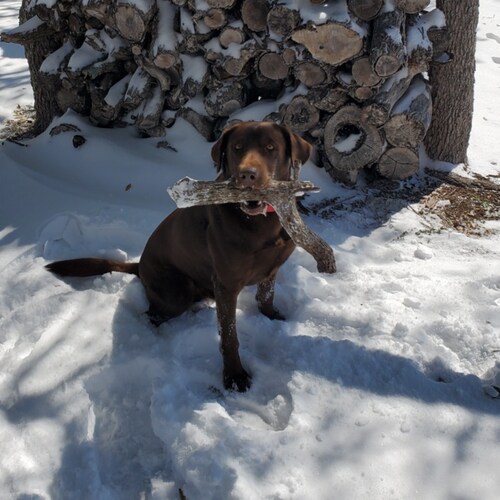 US Army Veteran. #TrumpWon