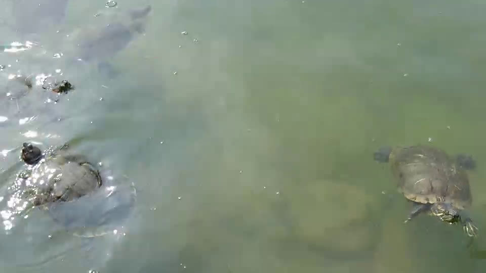 자라(거북) / tutles