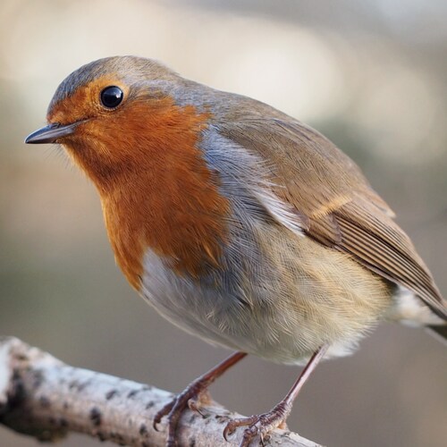 Robin of Patchway on GETTR