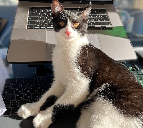 Normalerweise fürchtet man sich ja vor Schreibblockaden. 
Aber über so eine freut man sich.
Und wie!...