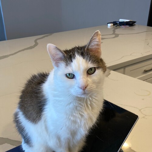 airline pilot, political junkie, globe traveler, proud Trump supporter