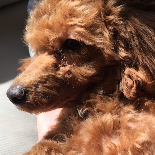 Visit 郭蝴蝶🦋 （文蝶) 🔥🔥🔥's profile on GETTR. View their posts, photos, videos, and connect with them on the social platform.