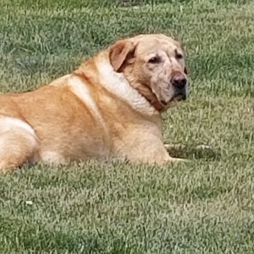 Jesus Christ is my Lord and Savior.  I love the freedom He has given me in this beloved United States of America.