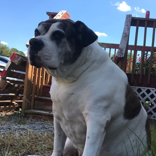 I love America and I love our flag. Trump won 2020