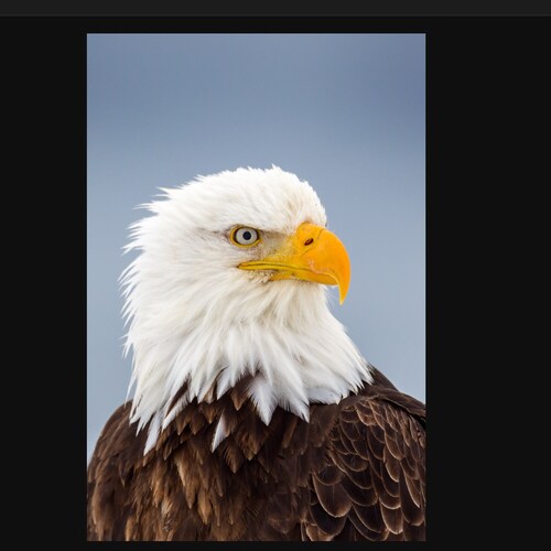 America First 🇺🇸 Patriot. Pro-Life Conservative