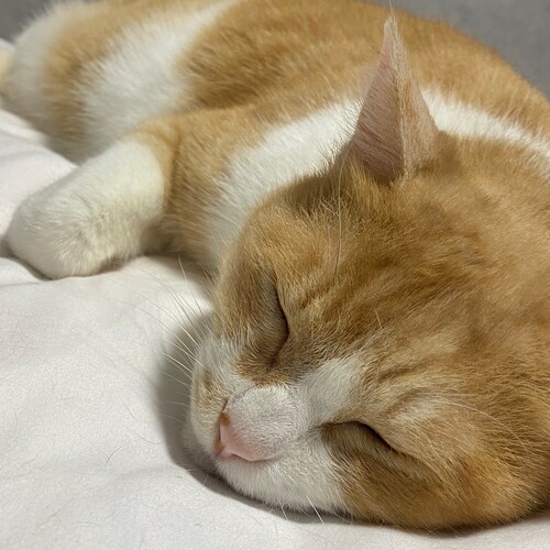 猫さんと愉快な生活