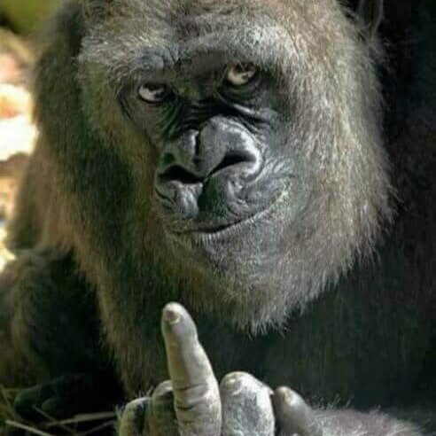 A well regulated Militia, being necessary to the security of a free State, the right of the people to keep and bear Arms...