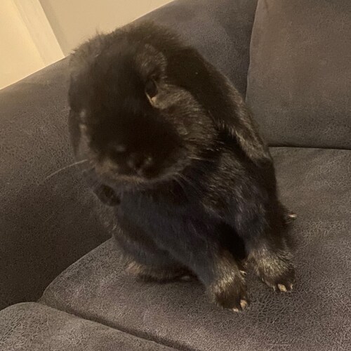 mom, wife, educator, patriot