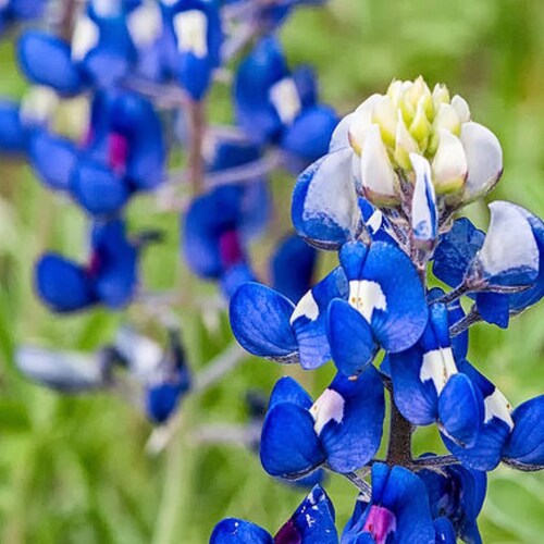 🇺🇸🇺🇸🇺🇸 Awake not Woke🇺🇸🇺🇸🇺🇸