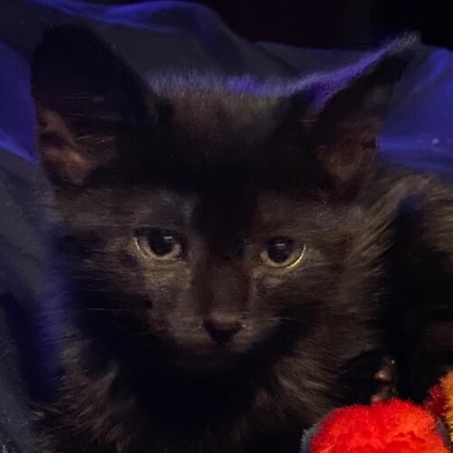 I am a Believer in Jesus Christ/Yeshua. He died for our sins,rose on the third day, and is coming again, soon and very s...