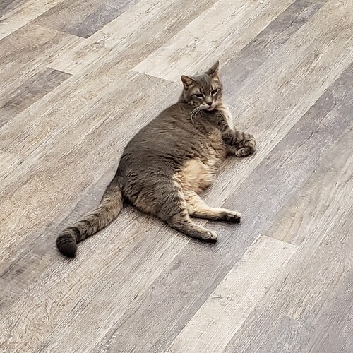I'm a Cat,  not really but....