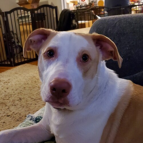 Visit ewfox's profile on GETTR. View their posts, photos, videos, and connect with them on the social platform.