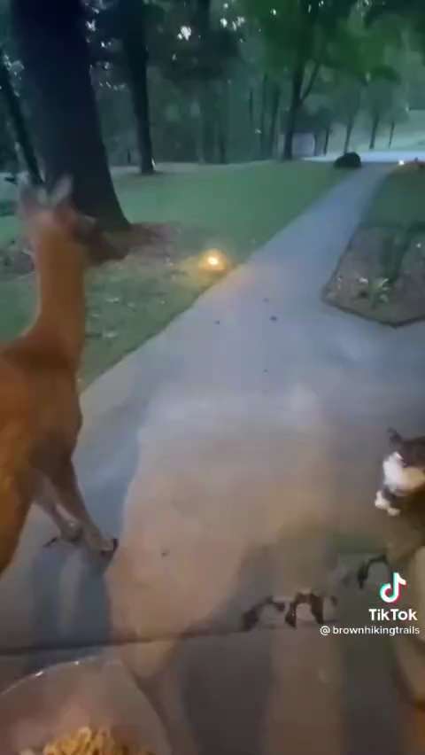 Leave no Frens behind! WWG1WGA 