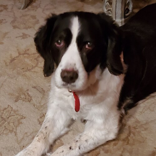 Grandma who loves God  her family and country.