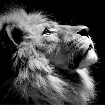 Follower of Jesus Christ; Constitutional Patriot; Proud Daughter of Army Vet; Loving Wife, Mom, Grandma; Mama to 2 Golde...