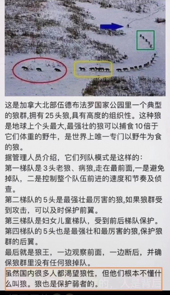 狼也是保护弱者的💗