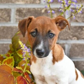 Let the Redeemed of the Lord say so!