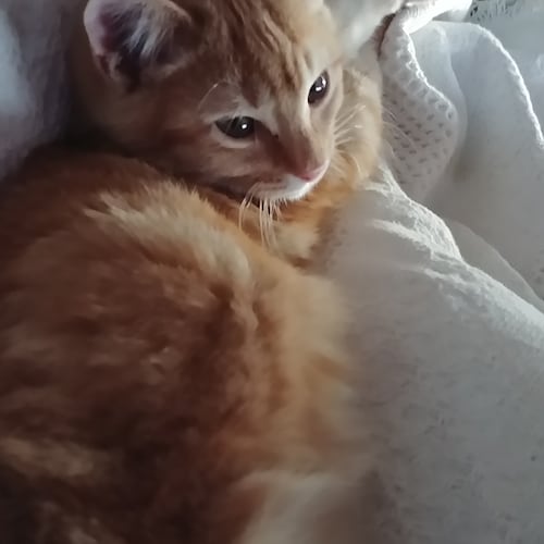 Mom and Grandma who loves God the Creator first and who loves my family and my country.
Let Freedom Ring!!!