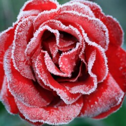 ᛏ "If You Do True Work, Unknown Friends Will Come To Your Aid" ᛏ

Ice Tribe Vision Thing ♓
Navigating The Time Storm ...