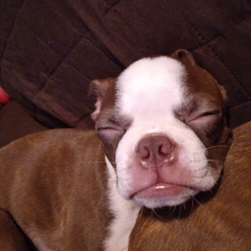 Child of GOD, Fighter for GOD, Fighter against Satan, Loverofdogs People and animals. Trying to wake up the righteous, w...