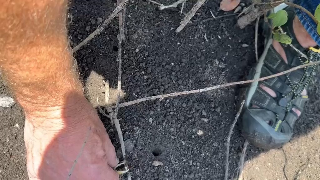 And Now……How To Catch A Fiddler Crab ! 
- @teamkennedy2024
Kurt Stewie Stewart:
ladies and gentlemen...