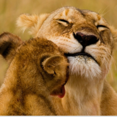 Visit Animal Planet's profile on GETTR. View their posts, photos, videos, and connect with them on the social platform.