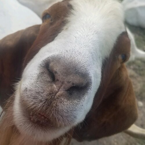 WWG1WGA 
 Pure Blood 🩸
MAGA is everywhere!
A snake will always be a snake and a zebra never changes stripes. 
America F...