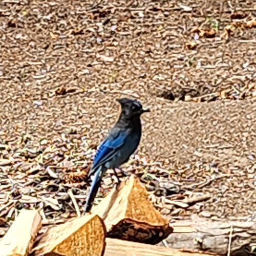 Visit Idaho Deplorable's profile on GETTR. View their posts, photos, videos, and connect with them on the social platform.