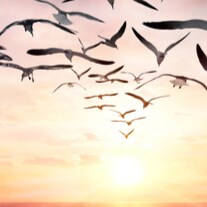 Freedom is a mindset, a living way!