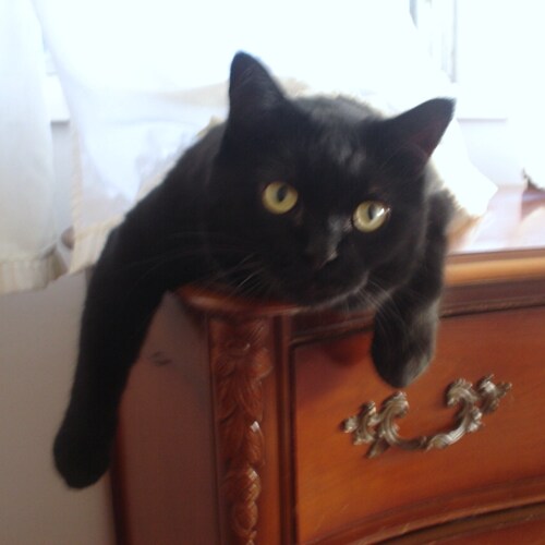 Love our country, God, Family and freedom, Love President Trump