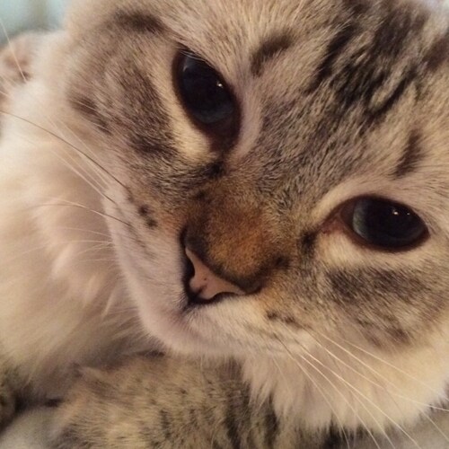 1A and 2A, Bannon’s WarRoom,  Back the Blue, Military/Vets, Stand with Israel, God Bless America 🇺🇸