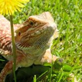 Dr. Malone not Dr. Fauci