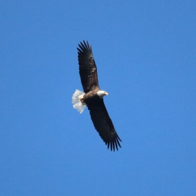 Just a Conservative Mainiac, living in God's Northern Wonderland waiting for the libtards to tire of being "organic" and...