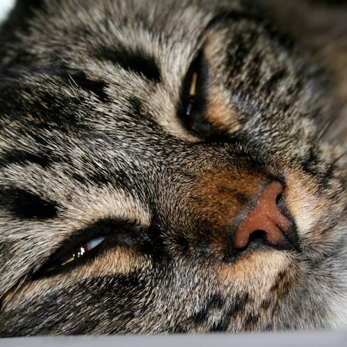 Visit VikingMom's profile on GETTR. View their posts, photos, videos, and connect with them on the social platform.