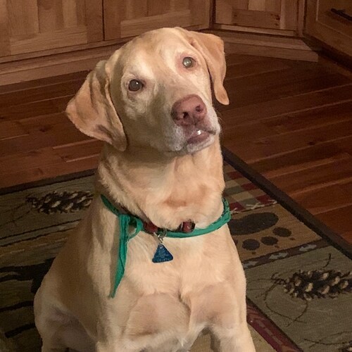 Visit Earl61's profile on GETTR. View their posts, photos, videos, and connect with them on the social platform.