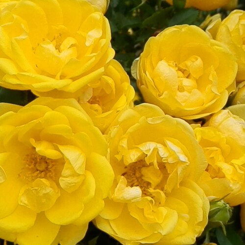 Old fashioned by choice.  I love yellow roses.