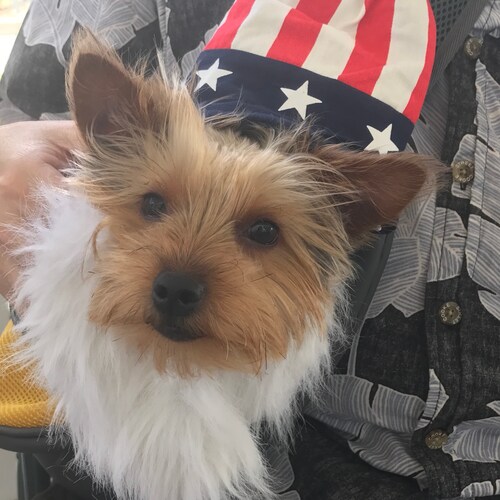Daddy of the most Patriotic Yorkie!