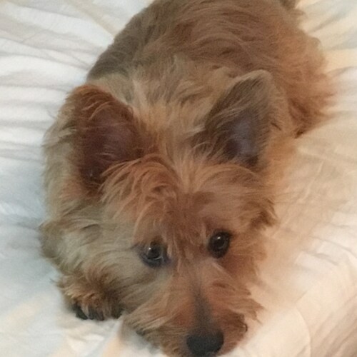 common sense conservative, dog mom, Philly fan