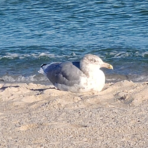 Looking for the blessed hope and glorious appearing of our great God and Savior Jesus Christ  
Titus 2:13