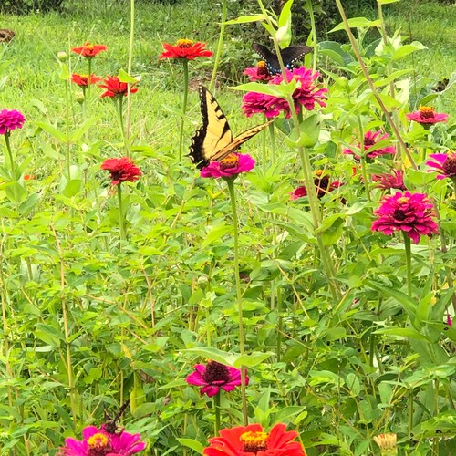 Gardener, Farmer,Mom, Sister, wife and daughter. Faith in almighty God, love my animals, my freedom and my country.