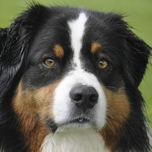 Retired Test Engineer