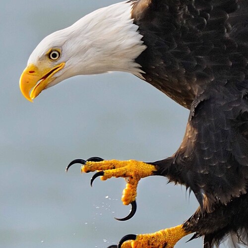 Patriot, Army vet, Love My Country and the freedoms our constitution and Bill of Rights gives us.