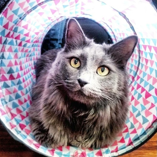 ❤🇨🇱❤🇺🇸 1776 over 1984