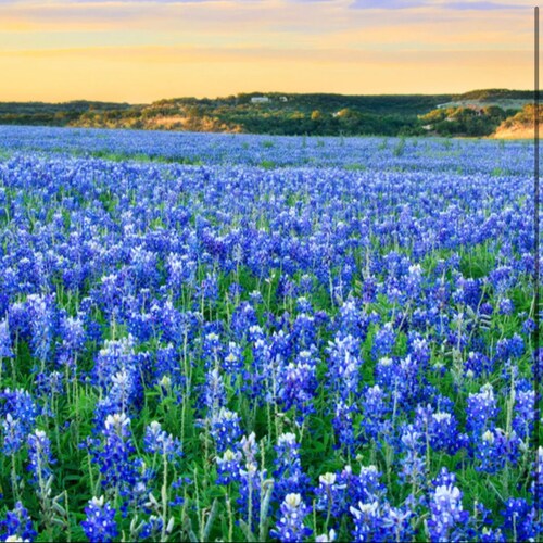 7th Generation Texan.