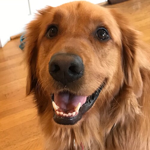 Husband, father, grandfather, son, brother, friend, US Marine.  I will defend the US Constitution against all enemies fo...