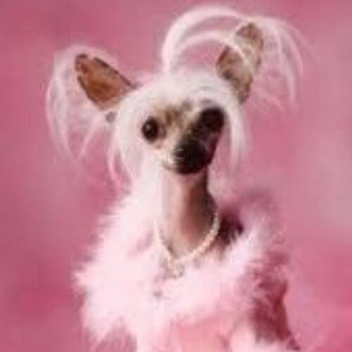 My tolerance for idiots is extremely low. I used to have some immunity built up, but obviously… there’s a whole new stra...